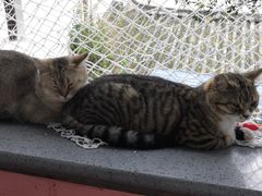 -喵屿·大理花园猫咖