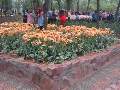 -洛阳郁金香牡丹园