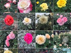 -人民公园(罗湖区)