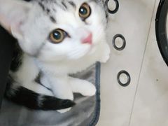 -瑞派康怡24h宠物医院·犬猫医疗中心·微创绝育(瑞景分院)