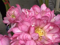 -三圣花乡旅游区