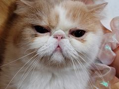 -滚猫咖啡·猫咖·猫友好撸猫(未来城店)