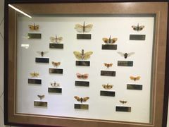 -上海昆虫博物馆