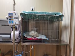 -中农大我爱我爱24h动物医院·中医针灸·猫专科·骨科医疗中心(双井店)
