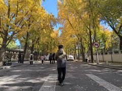 -三里屯东五街银杏大道