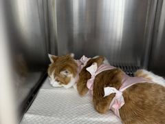 -宠福鑫康馨动物医院·骨科·眼科