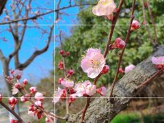 -上海滨江森林公园