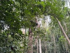 -西双版纳原始森林公园