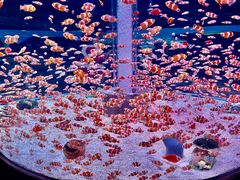 -海合安成都极地海洋公园