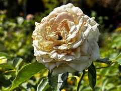 -亚龙湾国际玫瑰谷