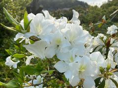 -梧桐山风景名胜区