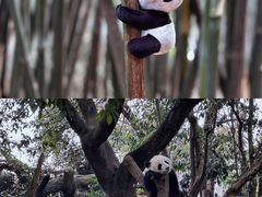 -成都大熊猫繁育研究基地