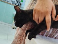 -纳吉亚猫专科动物医院博雅分院