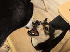 -柴の食堂·日式家庭料理·熊之肆(大学路店)