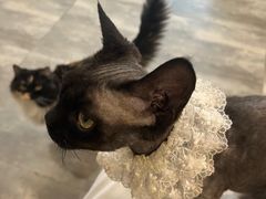 -楼上猫咖(罗湖店)