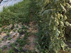 -庞各庄翠芳园西瓜蔬菜基地采摘园