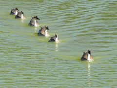 -广州白江湖森林公园