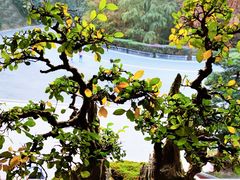 -深圳仙湖植物园