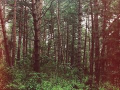 -帽儿山国家森林公园