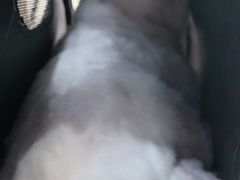 -全心全意连锁动物医院·微创中心·内科急重症·心脏专科(丰管路店)