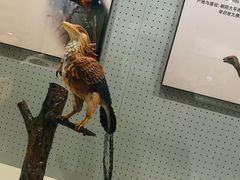 -辽宁古生物博物馆
