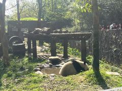-都江堰中华大熊猫苑