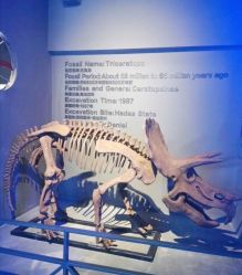 -恐龙探索乐园(磁器口店)