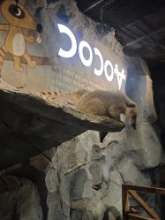 -Zoolung Zoolung动物主题公园(海信广场店)