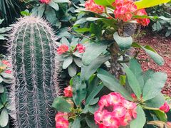 -呀路古热带植物园