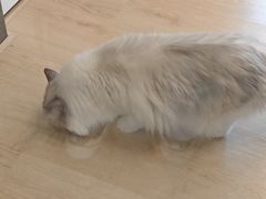 -有喵·猫咖·狗咖·30几只猫10只小狗(岗厦店)