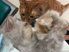 -康旭宠物医院(郑州总院)