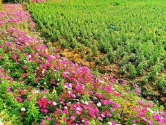 -云溪植物园