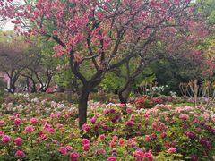 -洛阳市隋唐城遗址植物园
