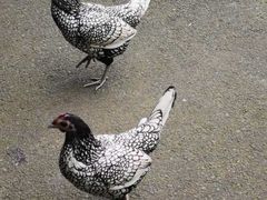 -费瑟代尔野生动物园