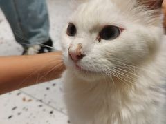 -喵喵咪呀布偶猫咖(春熙路店)