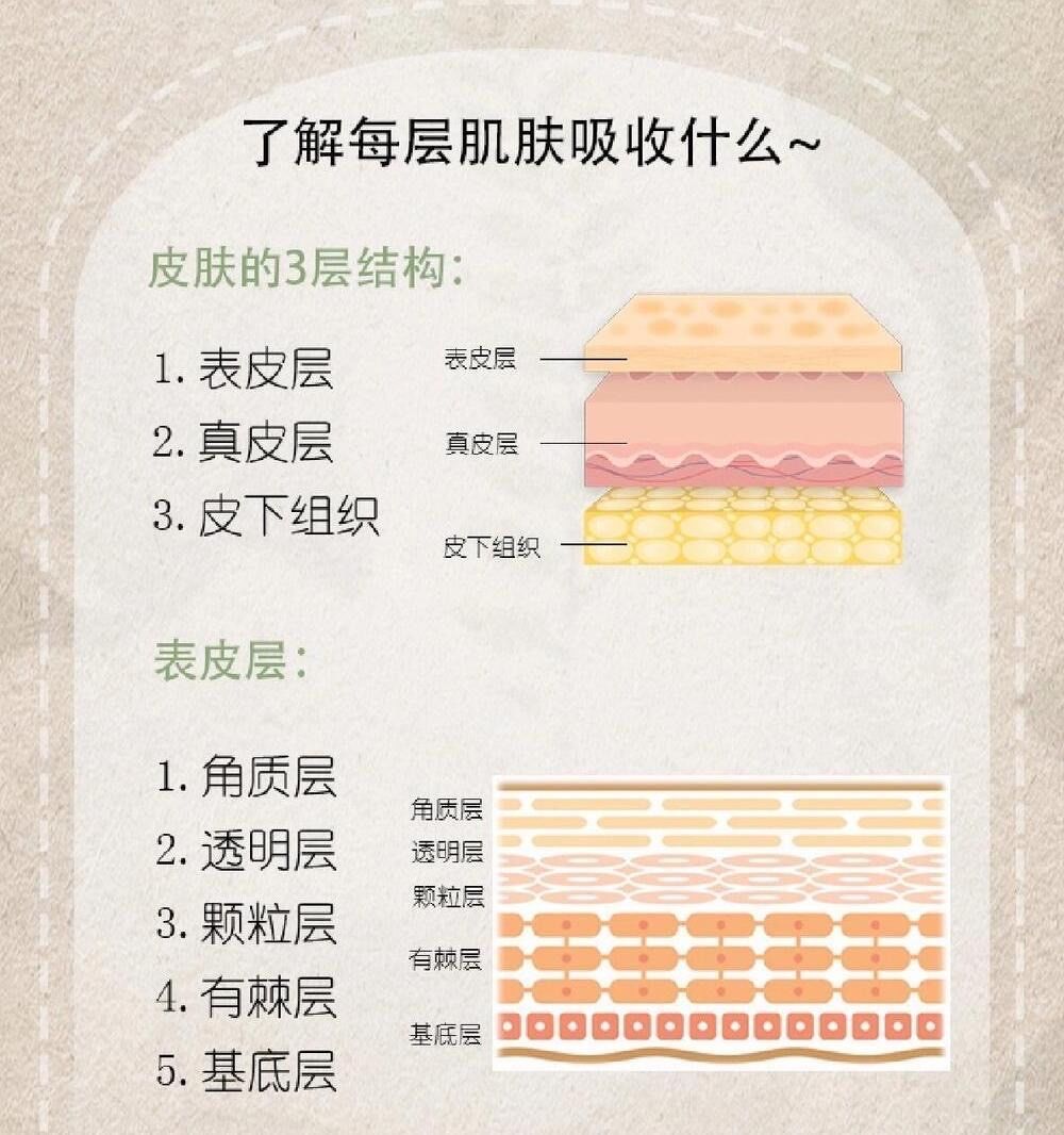 皮肤的结构图
