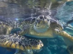 -烟台海昌鲸鲨海洋公园