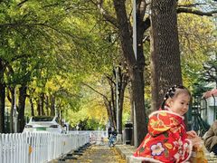 -三里屯东五街银杏大道
