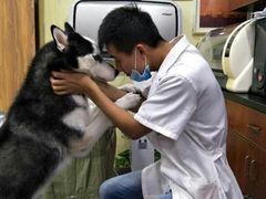 -安安宠医宠物医院·异宠·犬猫内科(岳阳分院)