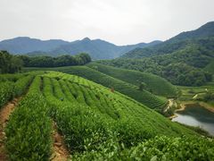 -龙坞茶村
