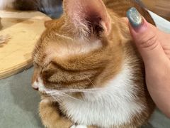 -滚猫咖啡·猫咖·猫友好撸猫(未来城店)