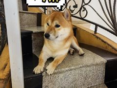 -喜柴咖啡·柴犬狗咖