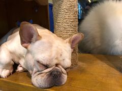 -more than meow吴止猫主题餐厅(承德 中船汇店)