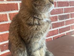 -猫小院猫主题餐厅(南锣旗舰店)