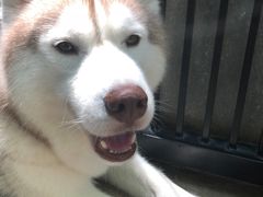 -TrueLove @ Neverland (Husky Cafe)