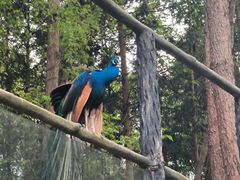 -贵州森林野生动物园