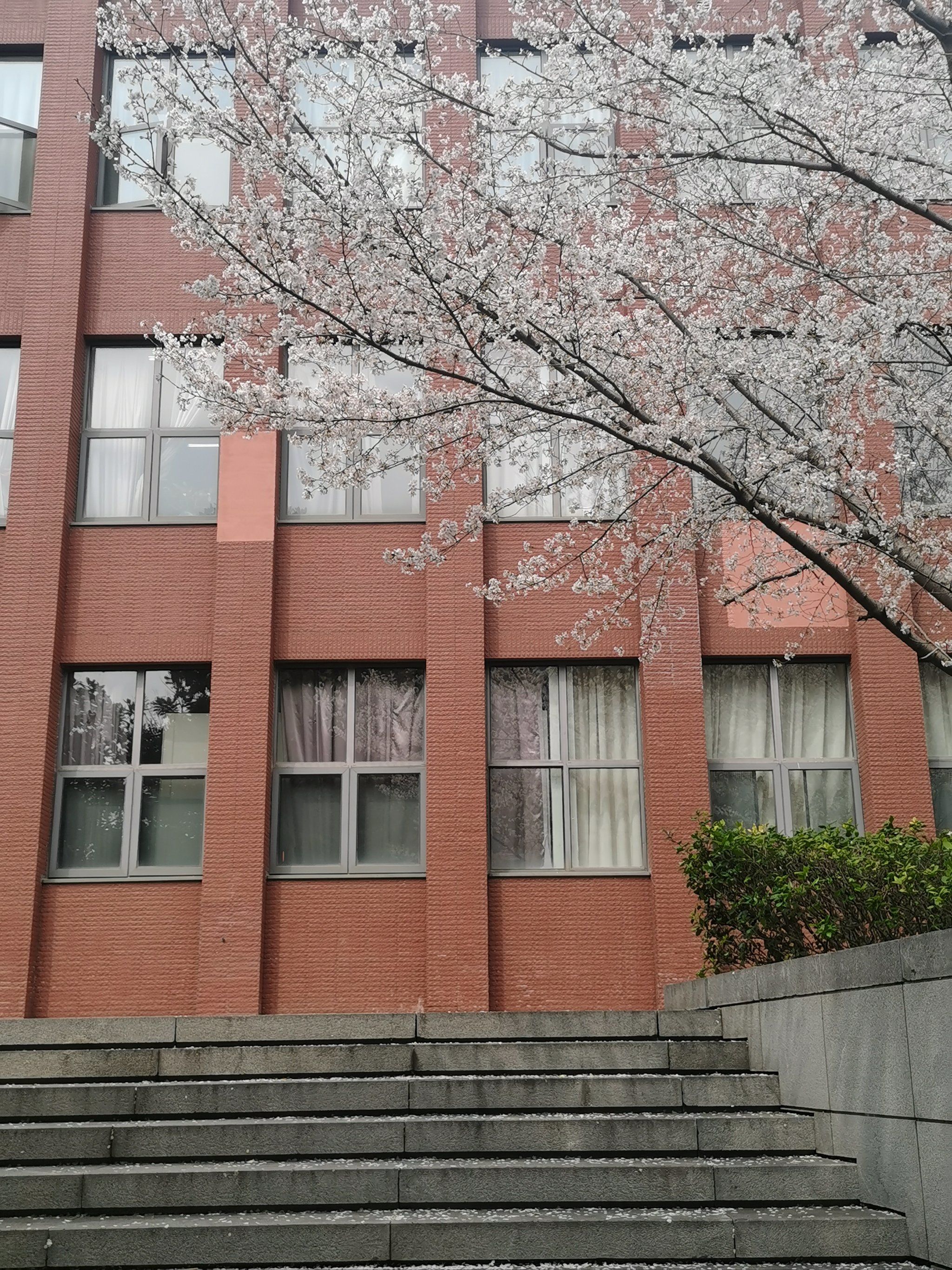 在晴天载着师妹去吃饭路上遇到了樱花,吼吼看!