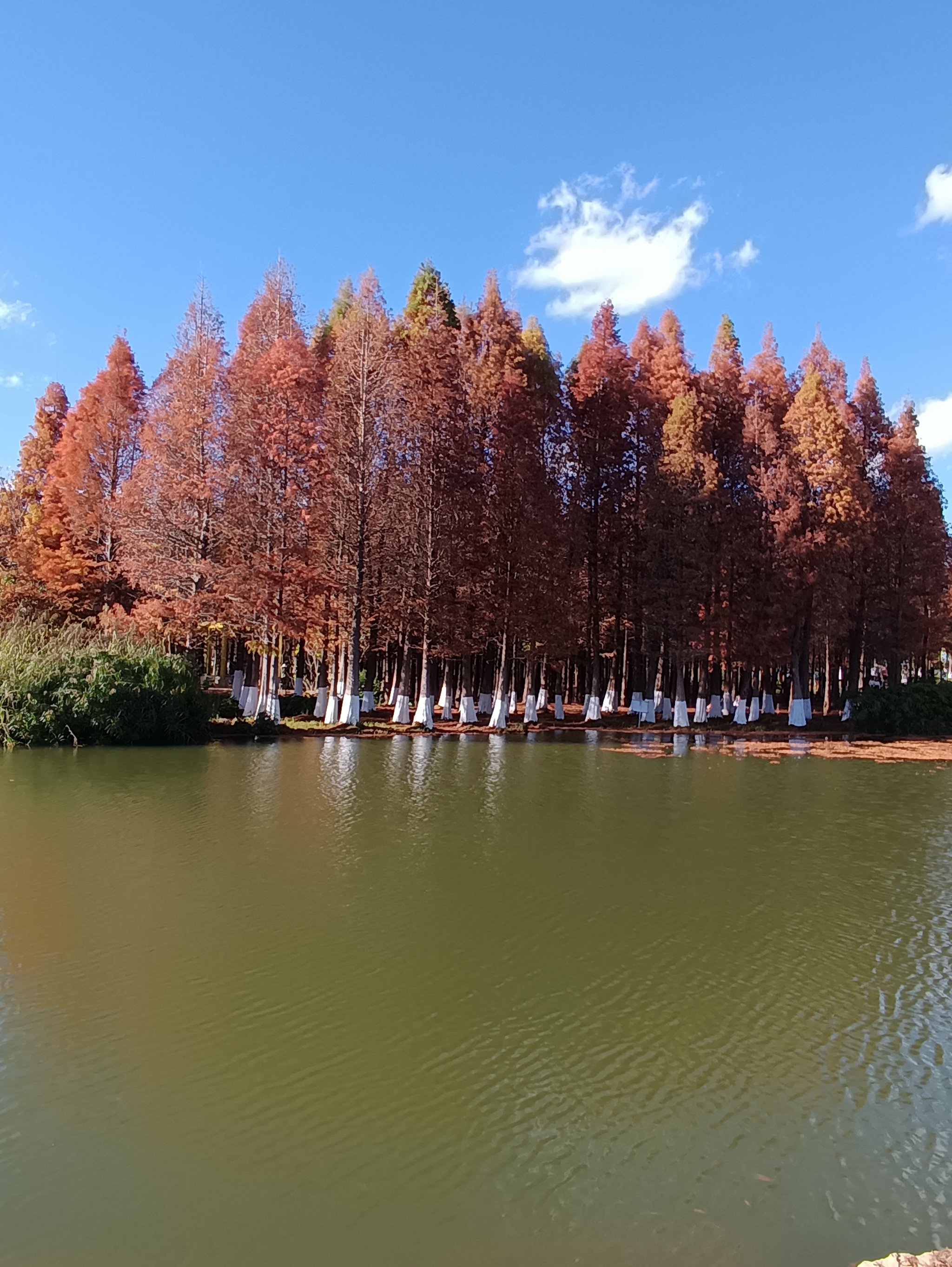 海洪湿地公园介绍图片