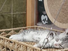 -帕帕拉兹宠物(亚洲旗舰店)