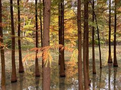 -畔山酒店中餐厅
